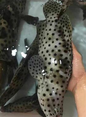 深海新鲜老鼠斑海鲜鱼海鲜鱼类