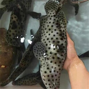 深海新鲜老鼠斑海鲜鱼类海捕斑点鱼青斑鳘鱼驼背鲈石斑鱼