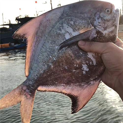 海捕中国鲳鱼斗鲳大平鱼海鱼鲜活海鲜水产顺丰冷链直播间称重计价