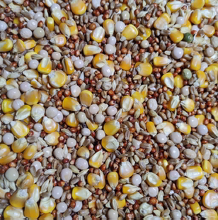 粮良德易简易有玉米混合鸽粮信鸽肉鸽子粮食50斤包邮