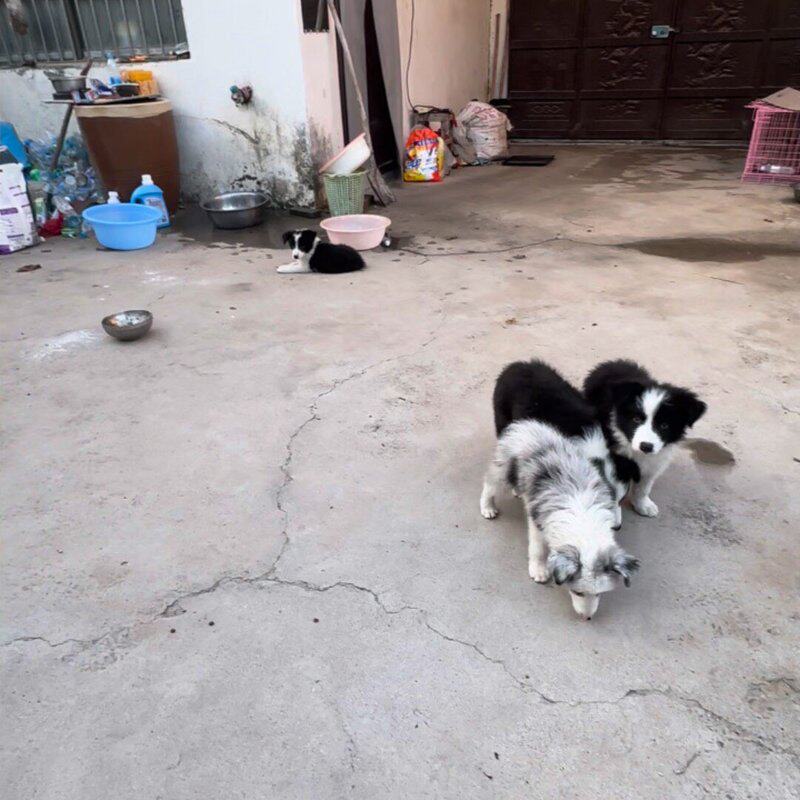 家有一窝纯种边境牧羊犬，有黑白色的 咖啡色加白色的--议价商品