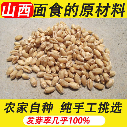 2025新冬小麦粒熬粥磨面食用麦芽糖杂粮入药山西农家产5斤装 包邮