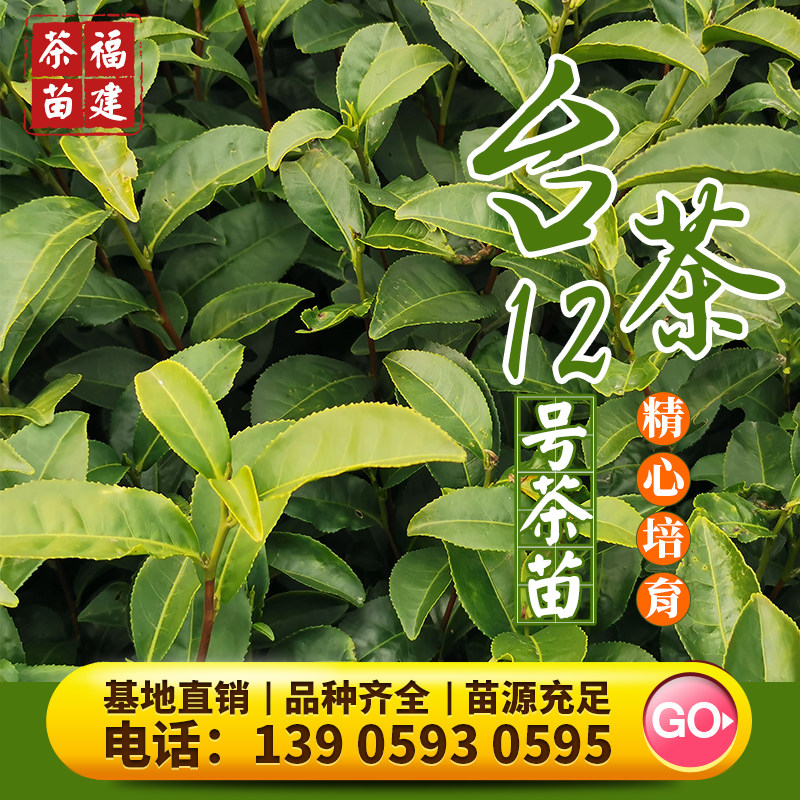 台茶12号茶苗树金萱台湾红玉茶树苗梅占福云6号黄观音福建茶苗