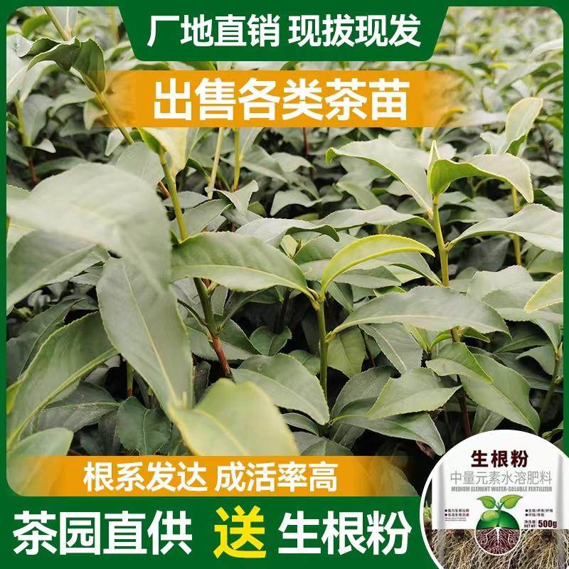 茶苗金牡丹观音安吉白茶龙井乌牛早金萱黄金芽福鼎大白毫梅占福云
