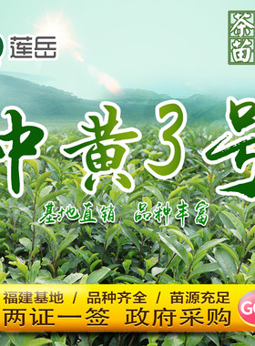 种植茶苗思邈包邮冬季
