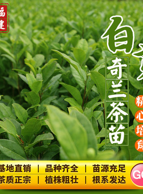 平和白芽奇兰乌龙茶茶树苗