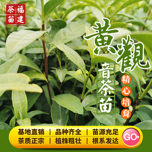 黄观音 茶树苗105茶苗福建茶苗乌龙茶金牡丹梅占肉桂水仙丹桂茶苗