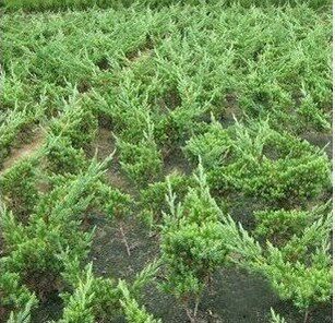 地柏盆景地柏苗新西兰珍珠柏柏树盆景松树盆景包邮办公室盆栽花卉