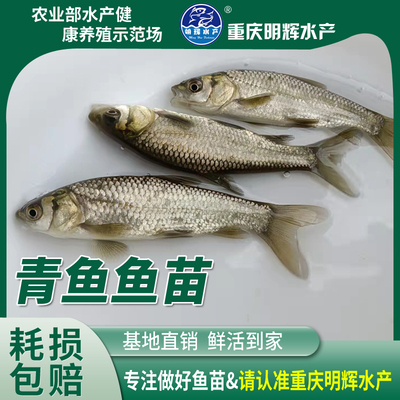 螺丝青青鱼鱼苗食用淡水养殖重庆