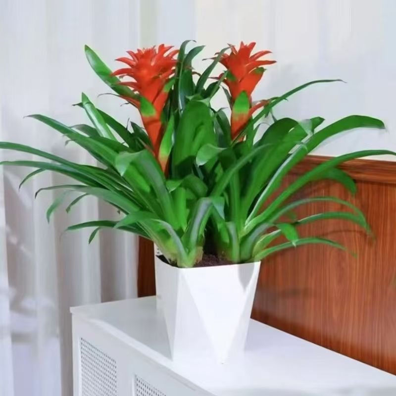【带花盆】鸿运当头盆栽水培小红星凤梨花带花绿植室内客厅大型