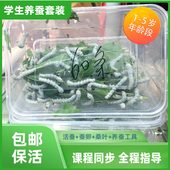蚕宝宝活体幼虫12345龄蚕子蚕卵种春蚕学校学生养蚕套装 新鲜桑叶