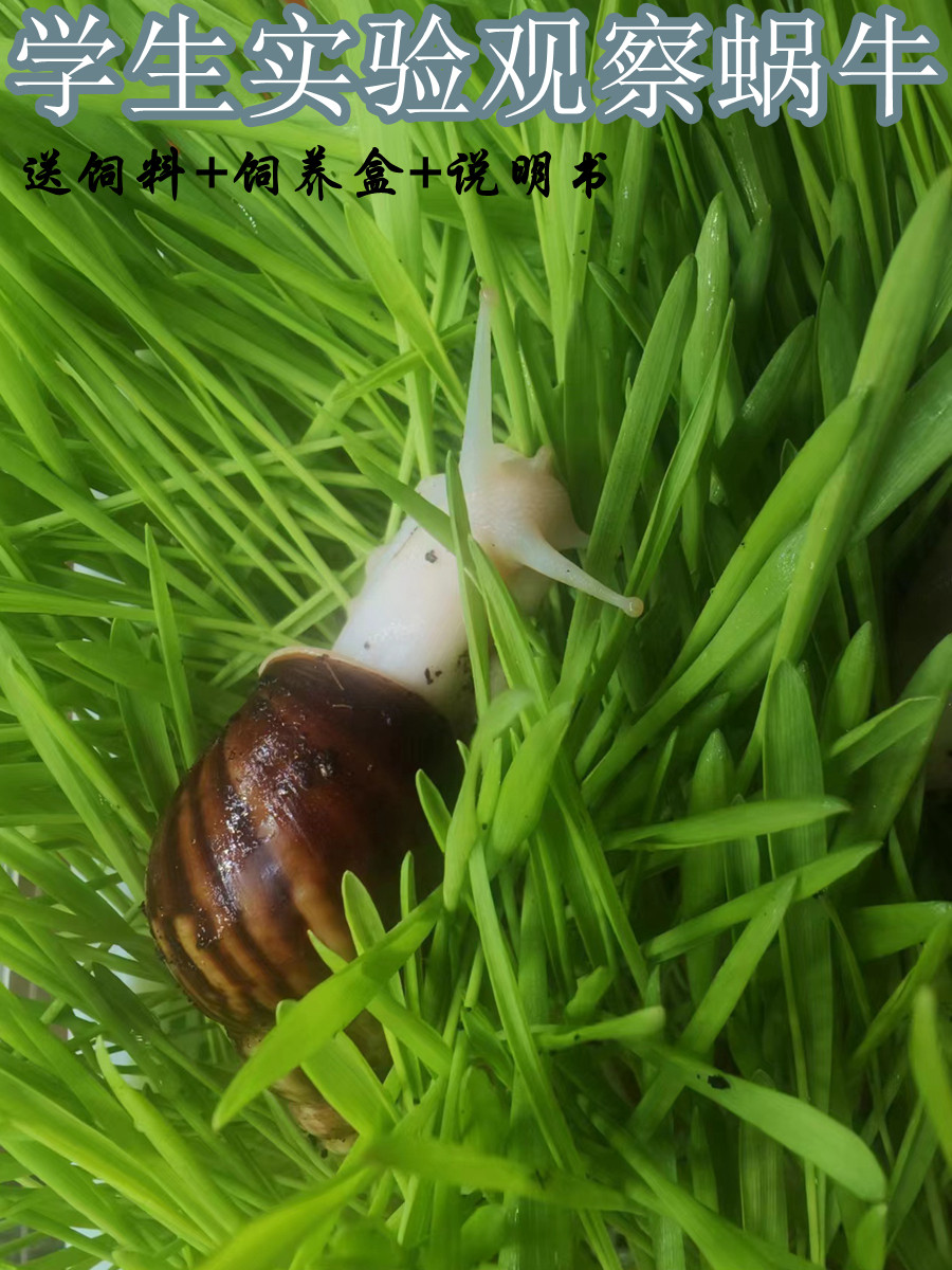 白玉蜗牛活体巨型蜗牛宠物蜗牛卵学生观察饲养套装观赏大蜗牛活物