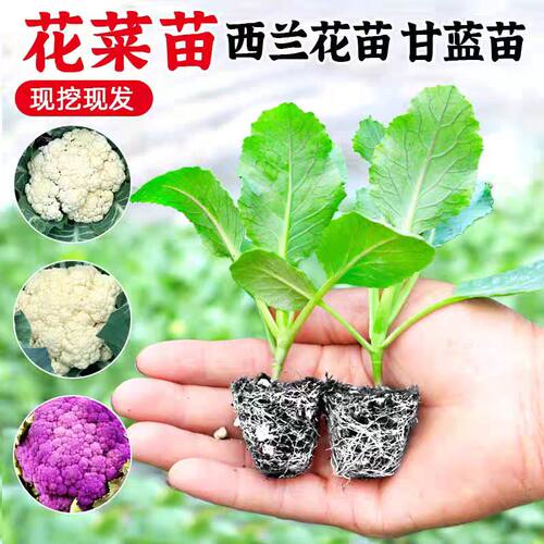青梗松花菜秧苗散菜花苗花椰菜苗白菜花苗秧耐寒秋冬季种盆栽蔬菜