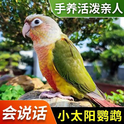 顺丰包邮包健康亲人粘人手养鹦鹉