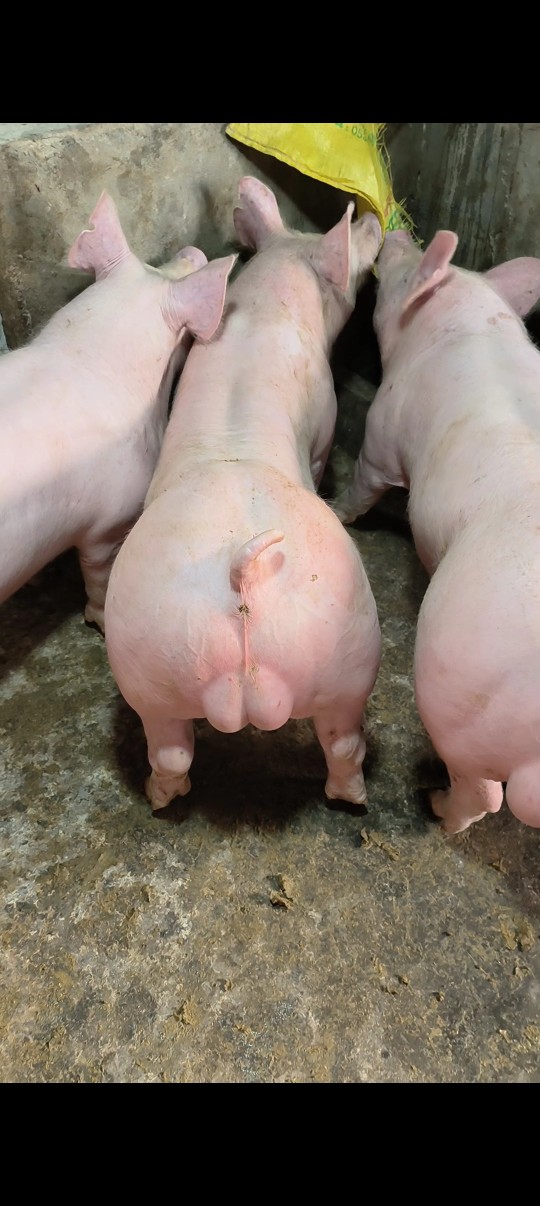 新美系长白大白英系大白公比系长白公太湖母猪苏太母猪杜洛克公猪