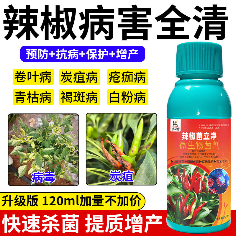辣椒病害清辣椒青枯病卷叶病毒病灰霉病炭疽病软腐病菌核疫病专用