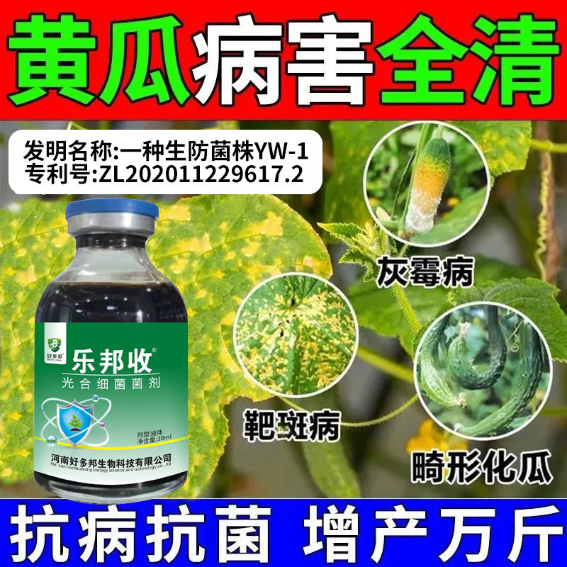 光合卫士微生物菌剂黄瓜高抗提质快速复壮微生物制剂蔬菜黄瓜专用
