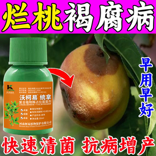 桃树专用药桃子杀菌剂农药缩叶病黑褐斑缩叶病果腐病流胶病杀菌药