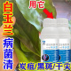 白玉兰病害专用药 白玉兰肥料黄叶烂根白粉病炭疽病黑斑病杀菌剂