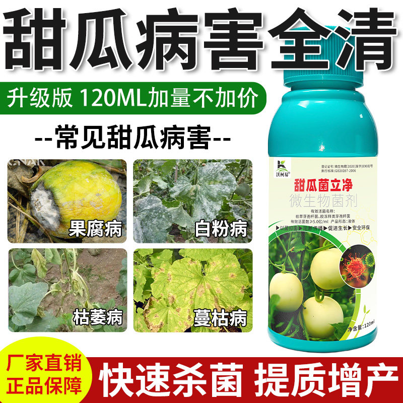 甜瓜病害清香瓜甜瓜果蔓枯病腐枯萎白粉叶斑霜霉炭疽化瓜病杀菌剂