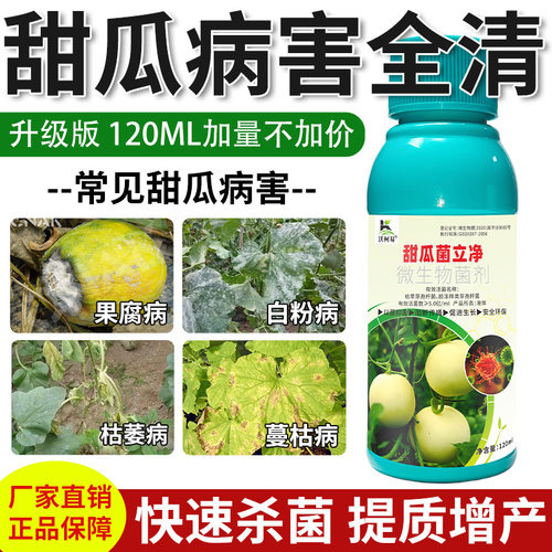 甜瓜病害清香瓜甜瓜果蔓枯病腐枯萎白粉叶斑霜霉炭疽化瓜病杀菌剂
