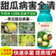 甜瓜病害清香瓜甜瓜果蔓枯病腐枯萎白粉叶斑霜霉炭疽化瓜病杀菌剂