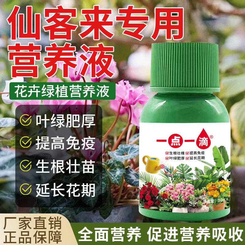 仙客来营养液专用黄叶枯萎倒伏茎秆细软壮根助生长液体肥