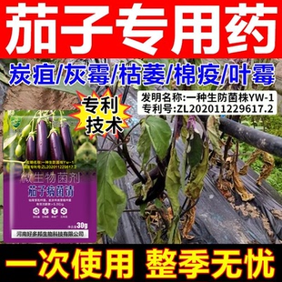 茄子病专用药国家专利技术配方茄子黄萎病炭疽病绵疫灰霉白粉病