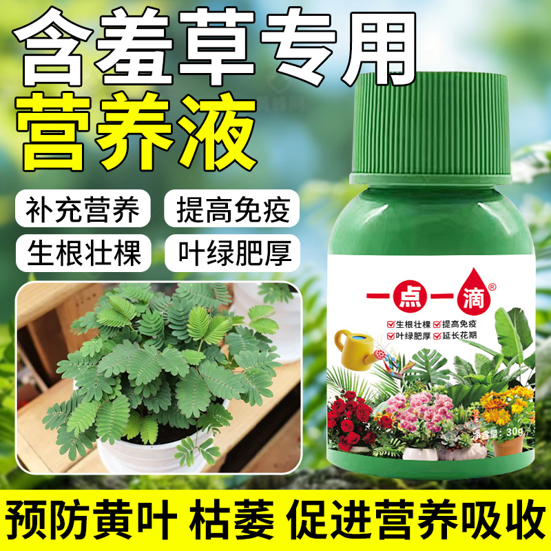 含羞草营养液叶片发黄黑斑叶疏矮小没活力专用免稀释液体花肥