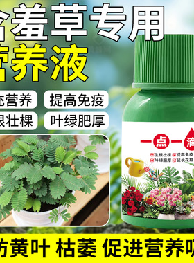 含羞草营养液叶片发黄黑斑叶疏矮小没活力专用免稀释液体花肥