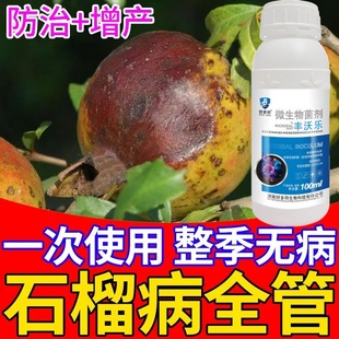 石榴树烂果药腐皮烂身防干腐病褐斑病卷叶病叶子卷曲黄叶枯萎干尖