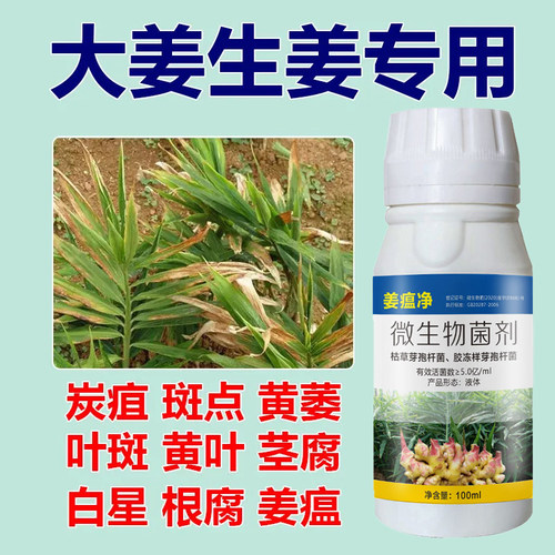 姜瘟病专用药生姜杀菌剂根腐灵枯萎烂脖子病姜瘟净黄叶青枯病防治
