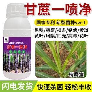 急救甘蔗病全管国家专利技术蔗病梢腐病锈病褐斑病黑穗赤腐病黄叶