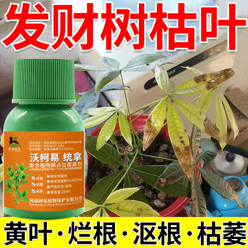 急救叶斑病】发财树发黄发粘叶斑病黄叶干尖枯叶花卉通用杀菌剂