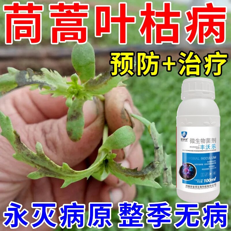 茼蒿根腐病害全治茼蒿专用菌剂茼蒿猝倒病茼蒿叶腐病清茼蒿无病害