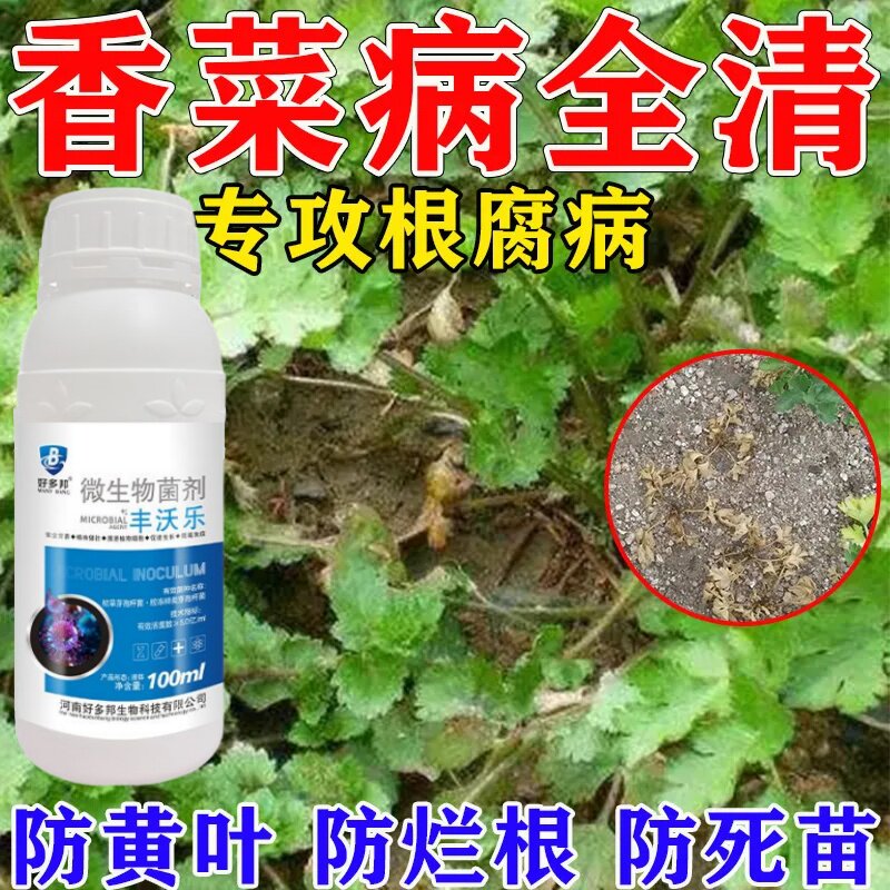 香菜病全治香菜专用药黄叶病叶枯病白斑病根腐病白粉病叶斑杀菌剂