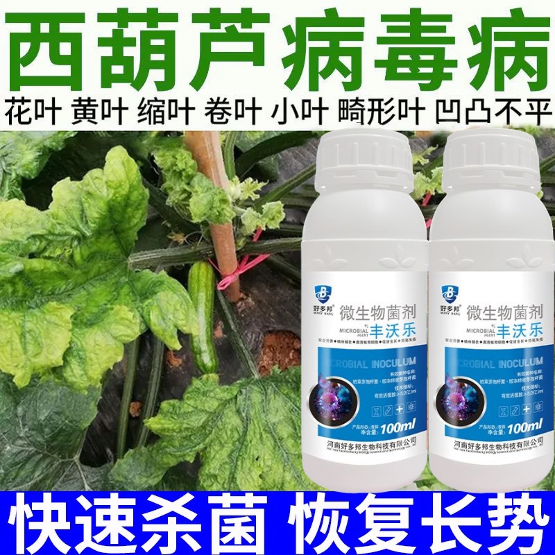 西葫芦病毒病专用药叶子白斑点黄叶花叶枯萎果实腐烂霜霉病炭疽病
