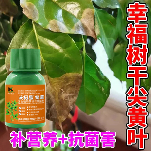 幸福树黑斑白粉病霜霉炭疽病黄叶枯叶卷叶病害专用杀菌病害清