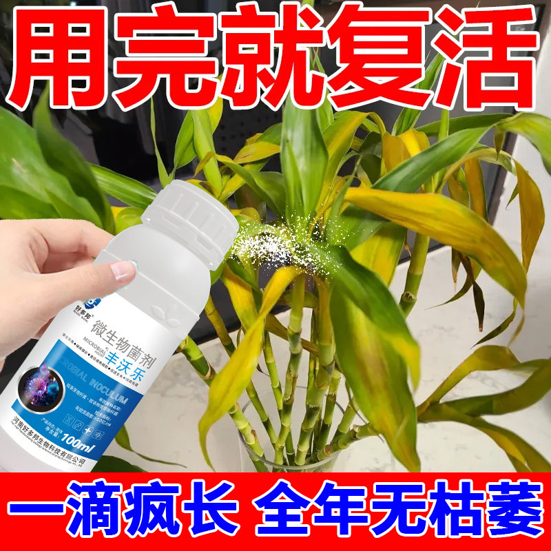 观音竹除菌剂黑腐炭疽软腐叶斑感染病菌黑斑黄叶白斑病害清菌立净