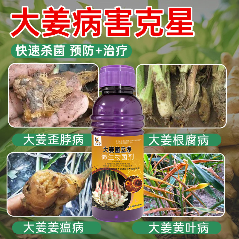 大姜专用杀菌剂大姜根腐姜瘟疮痂黄萎根弱烂根死苗矮小大姜杀菌剂