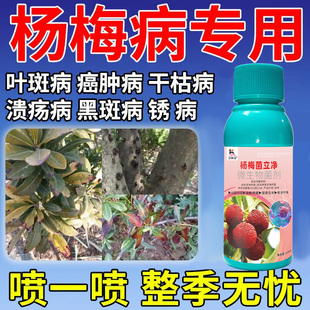 杨梅病专用药杨梅肉葱病赤衣病褐斑病根腐干枯白腐病专用杀菌剂