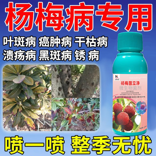 杨梅病专用药杨梅肉葱病赤衣病褐斑病根腐干枯白腐病专用杀菌剂