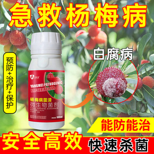 杨梅病专治药炭疽病赤衣病凋零病干枯病枝腐病根腐病专用杀菌剂