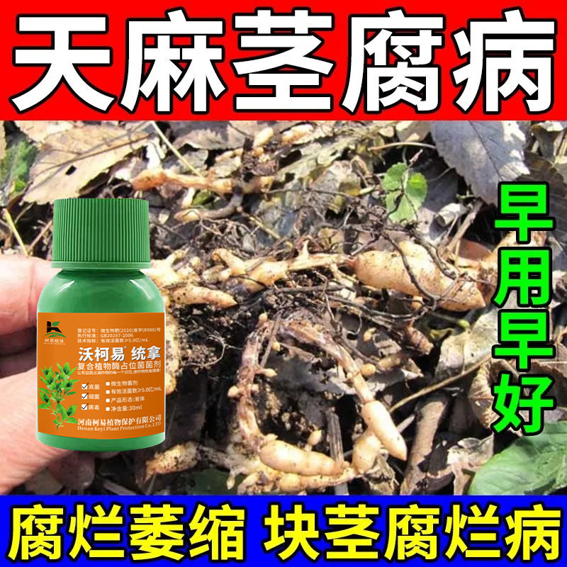 天麻烂窝病杀菌剂天麻块茎腐烂病软腐日灼病蜜环菌病天麻病全管