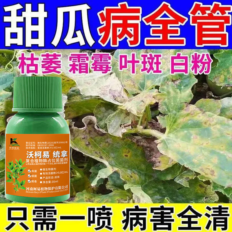 甜瓜白粉病甜瓜专用药甜瓜死苗病毒一喷净甜瓜蔓枯病农药杀菌剂