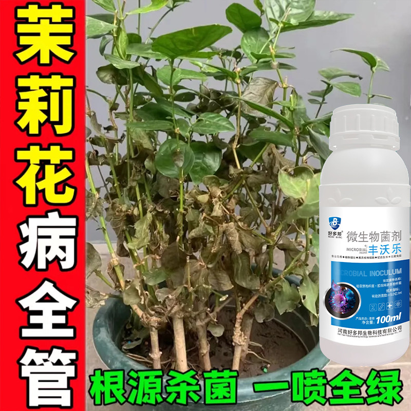 茉莉花专用药茉莉花病全治微生物菌剂茉莉花杀菌剂茎基腐病白绢病