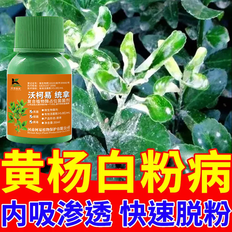 黄杨病害通用杀菌剂枯枝病菌核病炭疽病白粉病根腐病通用杀菌剂