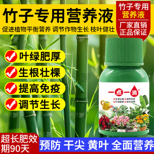竹子植物营养液内门竹红观音竹佛肚竹罗汉竹水培米竹簕竹黄叶肥料