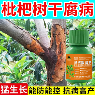 枇杷树专用药【1瓶1亩】枇杷病全治斑点黄叶病干腐病花腐病杀菌剂