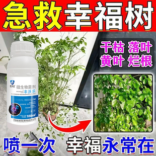 幸福树黑斑病叶斑病炭疽病专用药幸福树病害防治掉叶枯萎黄叶专用